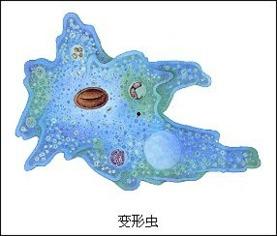 单细胞生物视频,单细胞生物的生存智慧与生命奇迹