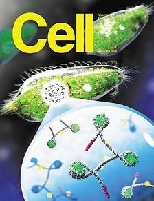 单细胞生物视频,单细胞生物的生存智慧与生命奇迹