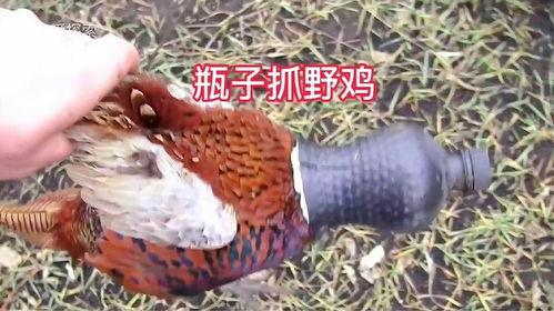 猎野鸡视频,揭秘野外狩猎的惊险瞬间