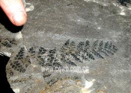 恐龙变成化石的视频,从生命奇迹到化石奇观