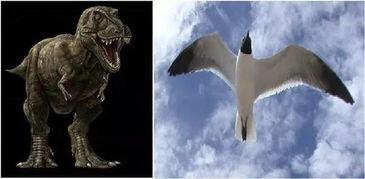 恐龙变成化石的视频,从生命奇迹到化石奇观