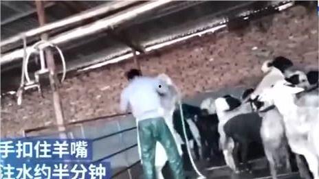 活羊注水视频,视频揭示养殖黑幕